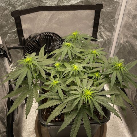 Wedding Cake Zamnesia growlog timeline photo