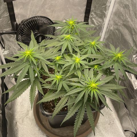 Wedding Cake Zamnesia growlog timeline photo