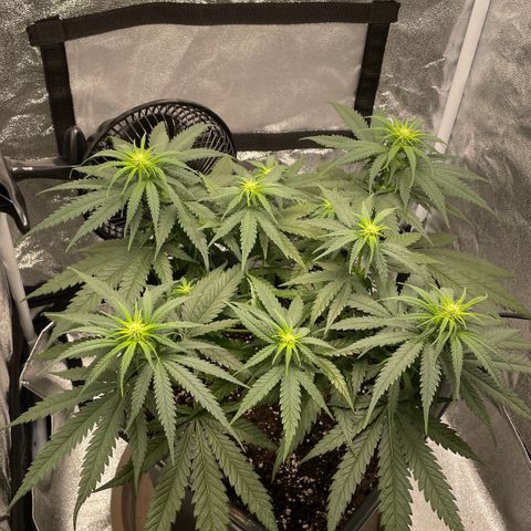 Wedding Cake Zamnesia growlog timeline photo