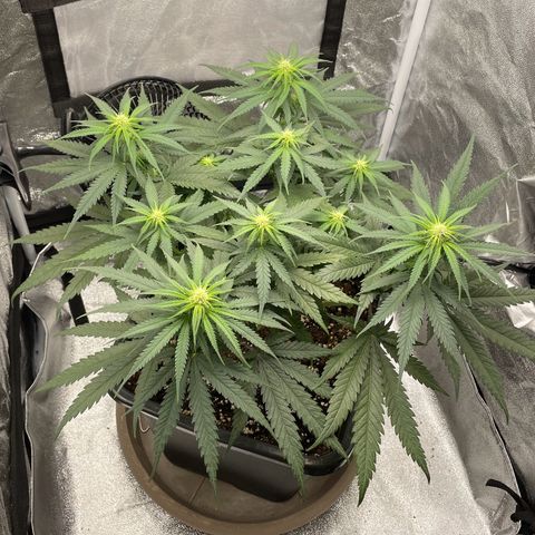 Wedding Cake Zamnesia growlog timeline photo