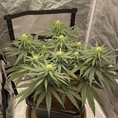 Wedding Cake Zamnesia growlog timeline photo