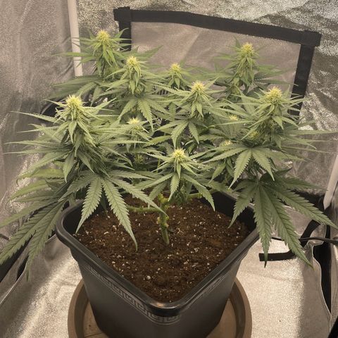 Wedding Cake Zamnesia growlog timeline photo