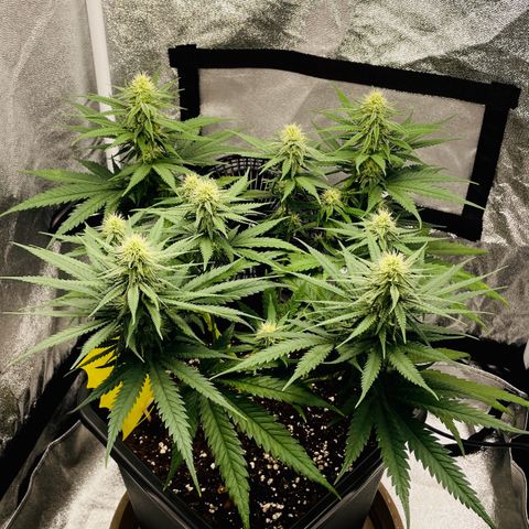 Wedding Cake Zamnesia growlog timeline photo