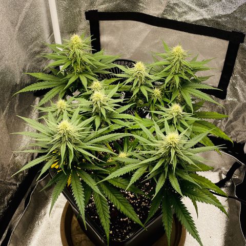 Wedding Cake Zamnesia growlog timeline photo