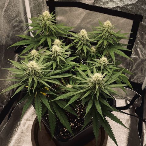 Wedding Cake Zamnesia growlog timeline photo
