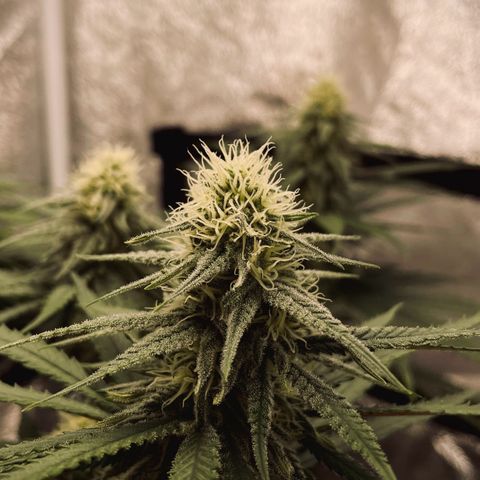 Wedding Cake Zamnesia growlog timeline photo