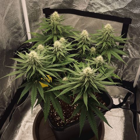 Wedding Cake Zamnesia growlog timeline photo