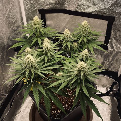 Wedding Cake Zamnesia growlog timeline photo