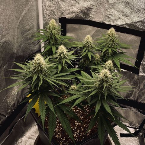Wedding Cake Zamnesia growlog timeline photo