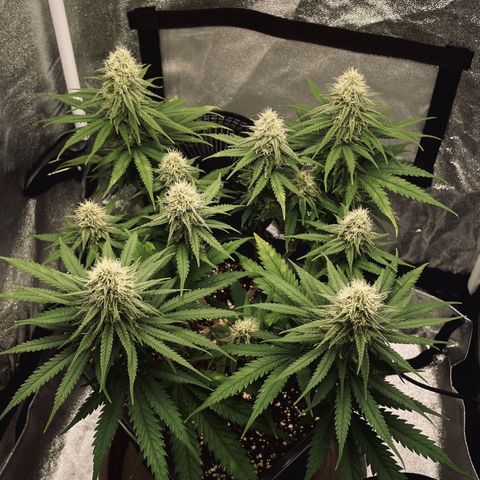 Wedding Cake Zamnesia growlog timeline photo