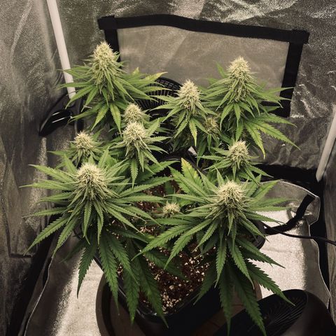 Wedding Cake Zamnesia growlog timeline photo