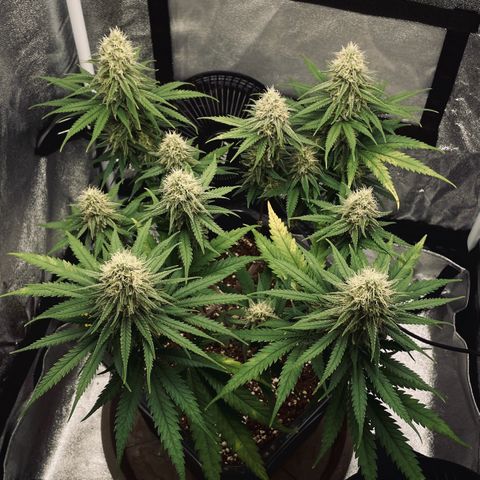 Wedding Cake Zamnesia growlog timeline photo