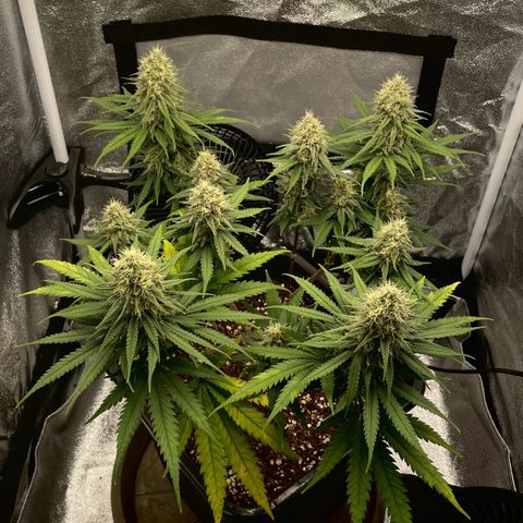 Wedding Cake Zamnesia growlog timeline photo