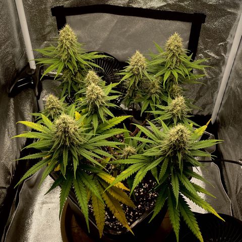 Wedding Cake Zamnesia growlog timeline photo