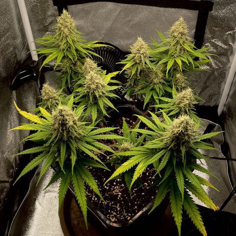 Wedding Cake Zamnesia growlog timeline photo