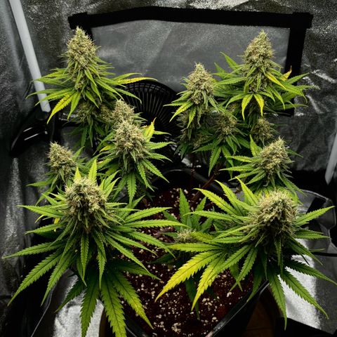 Wedding Cake Zamnesia growlog timeline photo