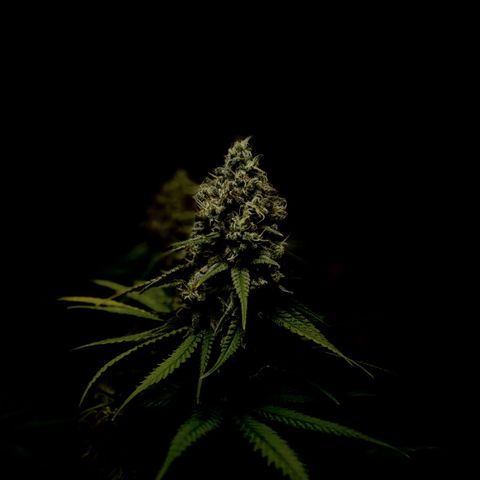 Wedding Cake Zamnesia growlog timeline photo