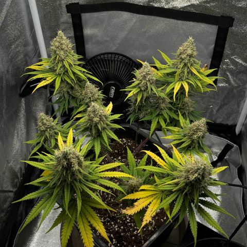 Wedding Cake Zamnesia growlog timeline photo