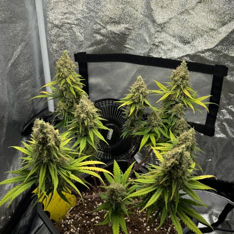 Wedding Cake Zamnesia growlog timeline photo