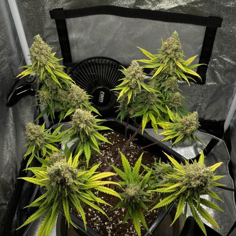 Wedding Cake Zamnesia growlog timeline photo
