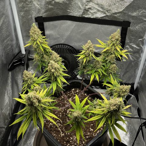 Wedding Cake Zamnesia growlog photo: Licht aus. 
