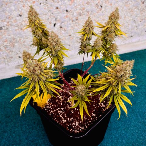 Wedding Cake Zamnesia growlog photo: Ende. 