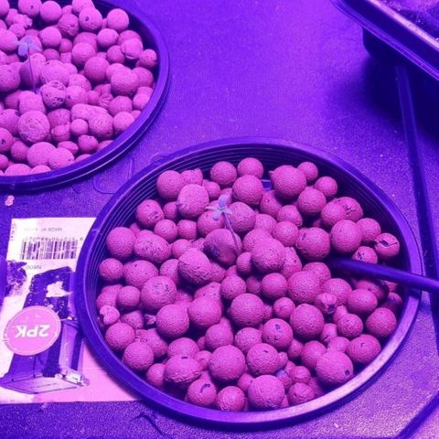 Widow Foxx #2 growlog timeline photo