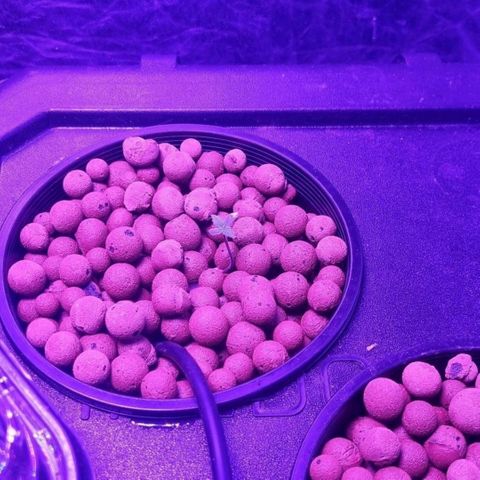 Widow Foxx #3 growlog timeline photo