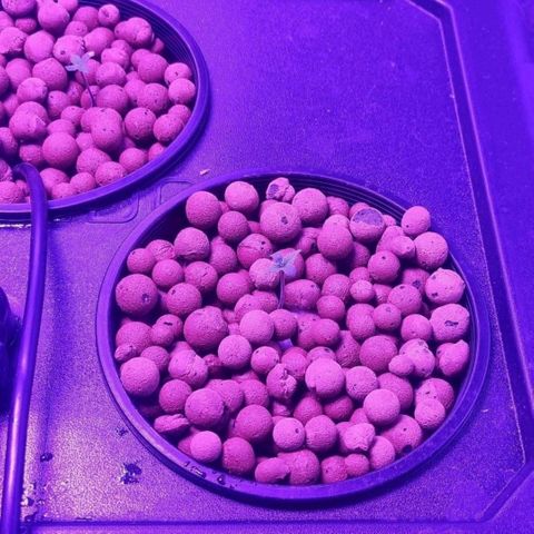 Widow Foxx #4 growlog timeline photo