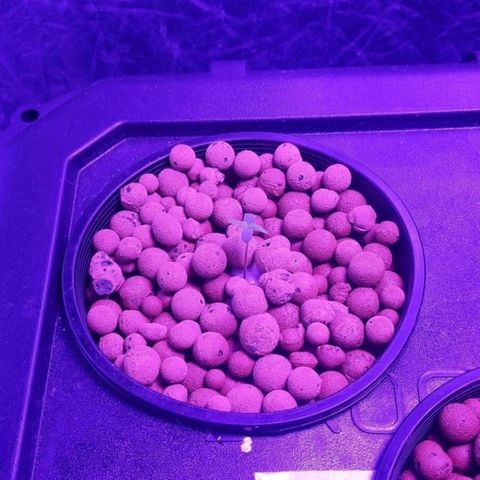 Widow Foxx #1 growlog timeline photo