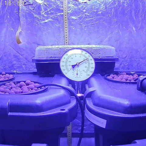 Widow Foxx #3 growlog timeline photo