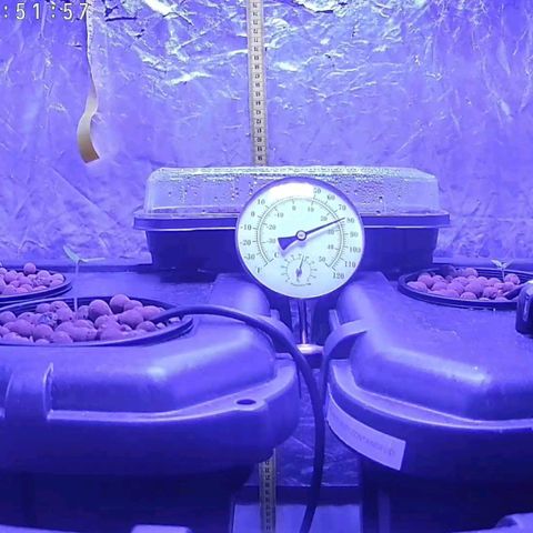 Widow Foxx #3 growlog timeline photo