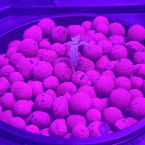 Widow Foxx #1 growlog timeline photo