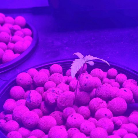 Widow Foxx #2 growlog timeline photo