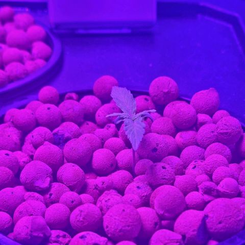 Widow Foxx #4 growlog timeline photo