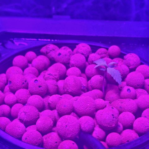 Widow Foxx #3 growlog timeline photo