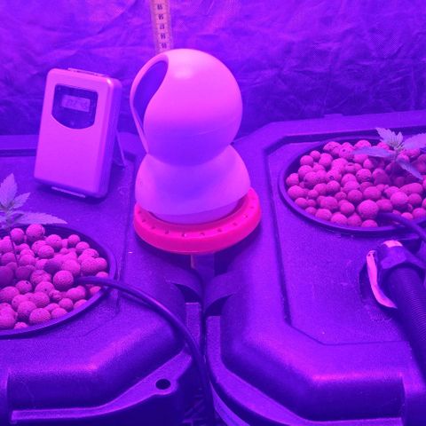 Widow Foxx #3 growlog timeline photo