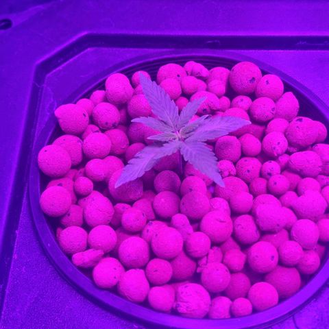 Widow Foxx #1 growlog timeline photo