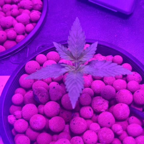 Widow Foxx #2 growlog timeline photo