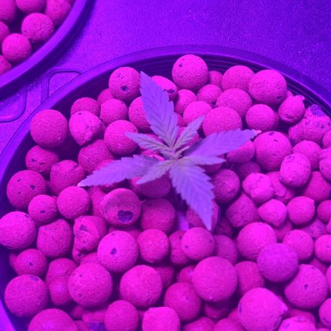 Widow Foxx #4 growlog timeline photo