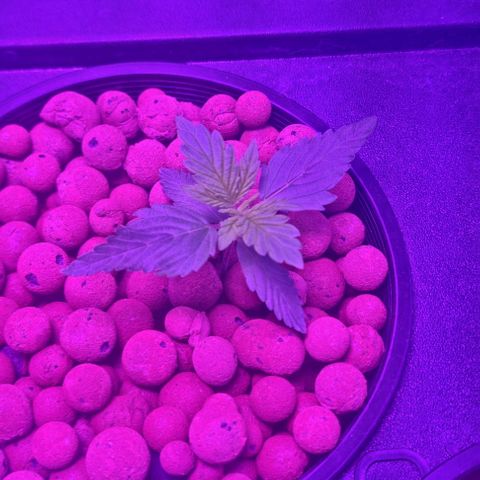 Widow Foxx #3 growlog timeline photo