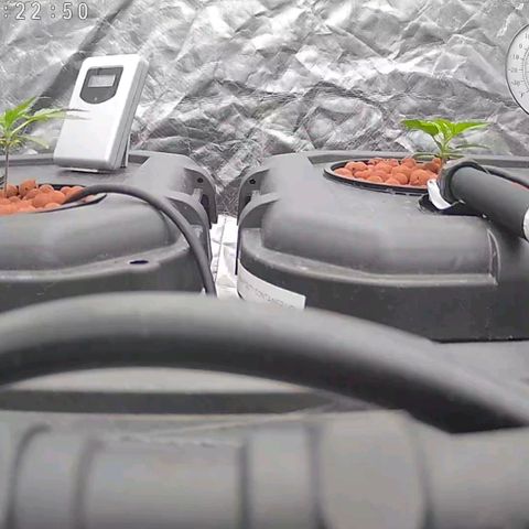 Widow Foxx #3 growlog timeline photo