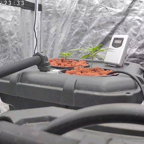 Widow Foxx #1 growlog timeline photo