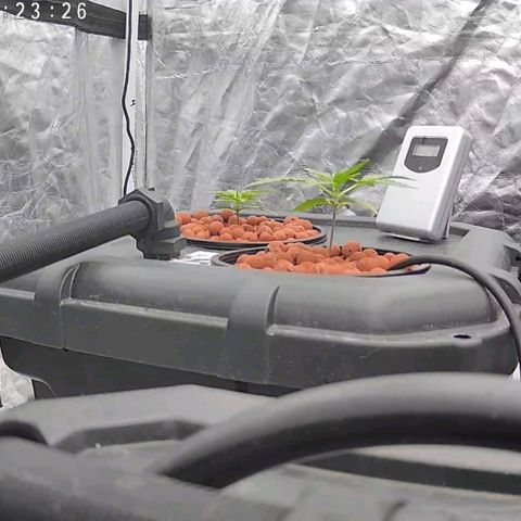 Widow Foxx #2 growlog timeline photo