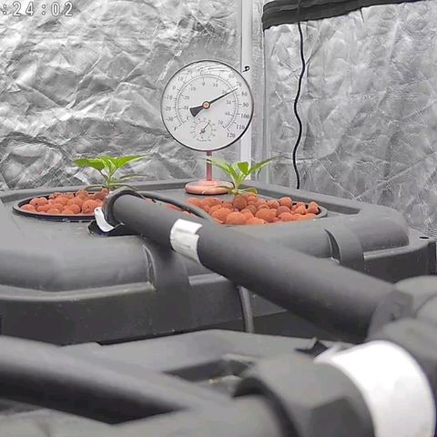 Widow Foxx #4 growlog timeline photo