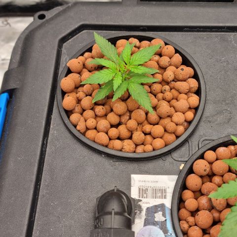 Widow Foxx #1 growlog timeline photo