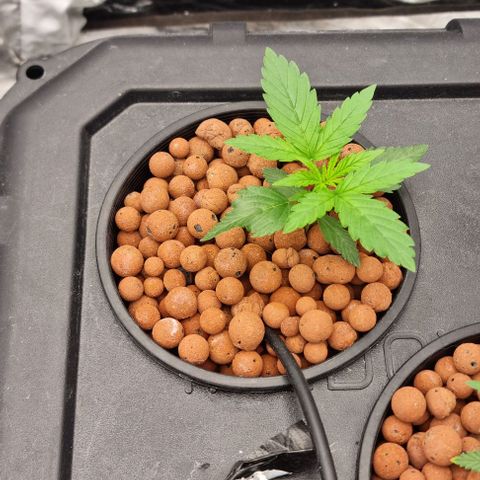Widow Foxx #3 growlog timeline photo