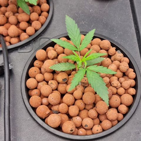 Widow Foxx #4 growlog timeline photo