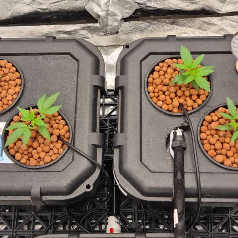 Widow Foxx #3 growlog timeline photo