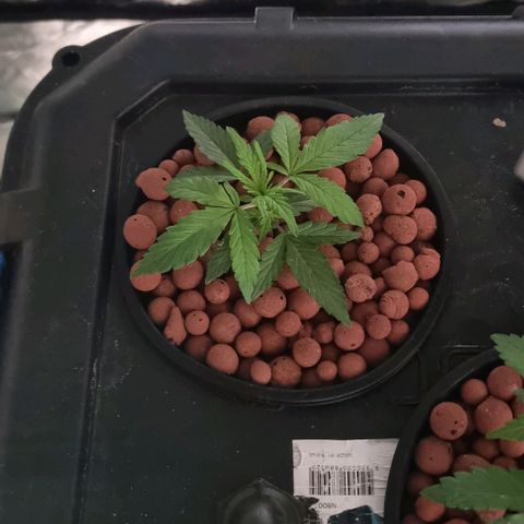 Widow Foxx #1 growlog timeline photo